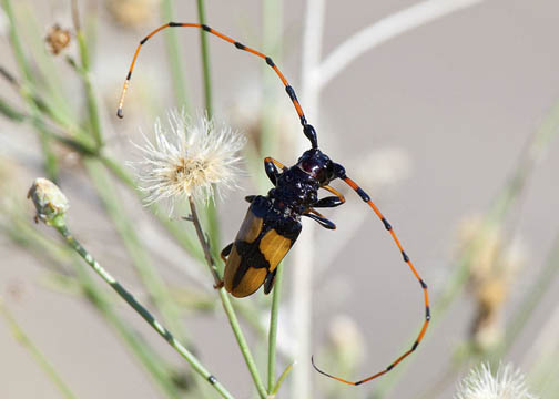 Long-jawed longhorn beetle